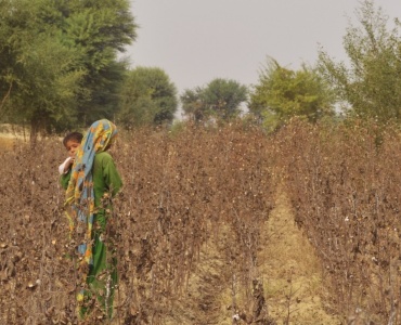 پنجاب کےسرسبزو شاداب روئی کے گالوں سے ڈھکے کھیت، اور ننھےپھولوں کی تلاش میں باغبانوں کی سرمستیاں 
